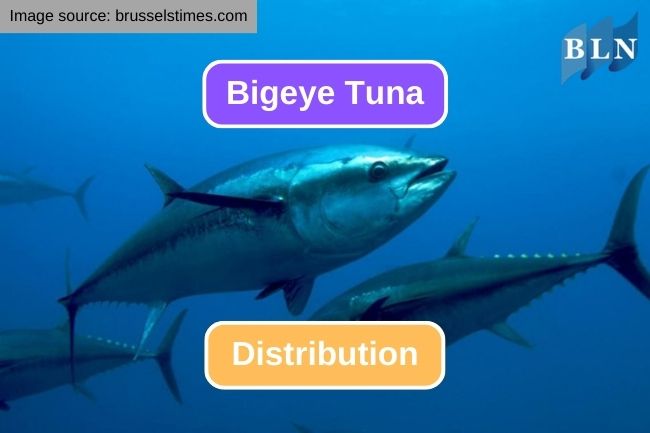 The Fascinating Distribution of Bigeye Tuna